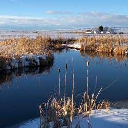 peaceful pond in the winter